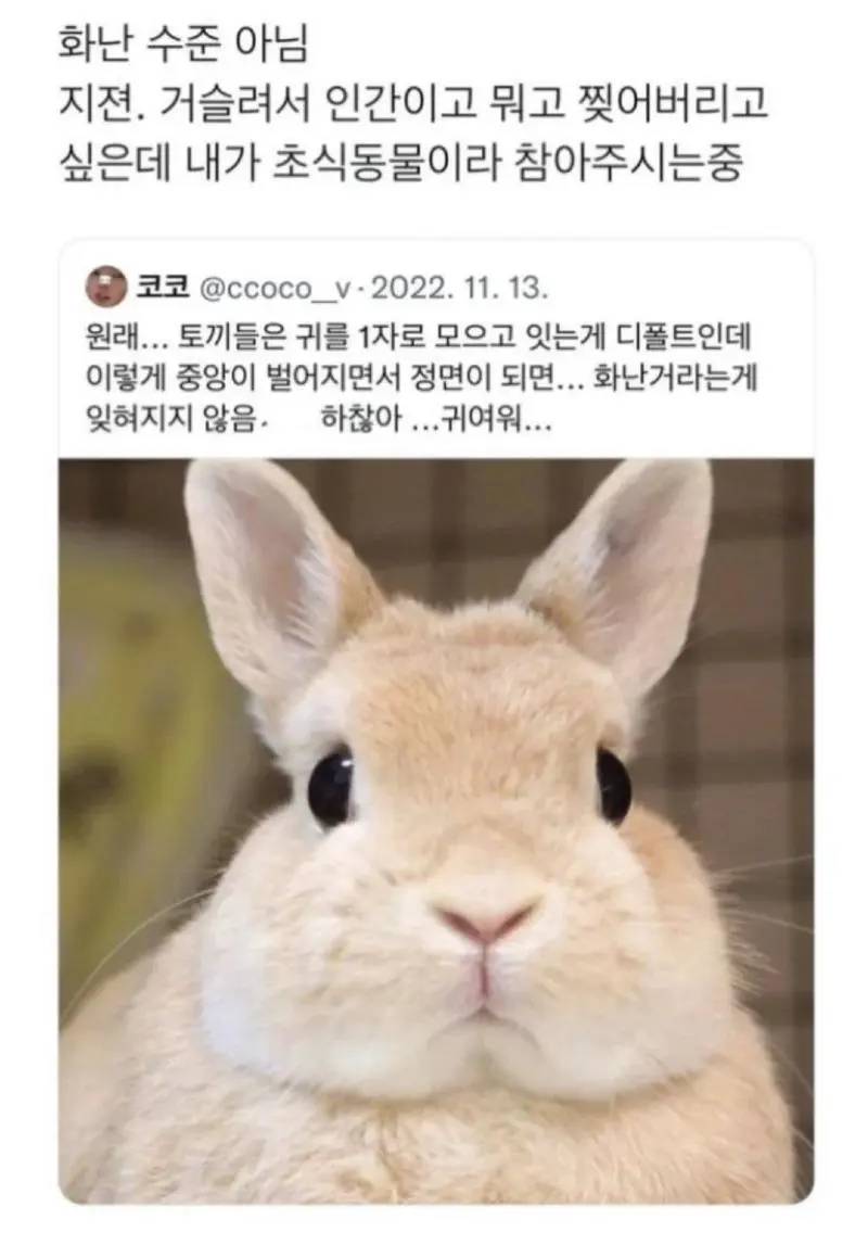 토끼 귀가 벌어지면 조심해야 하는 이유