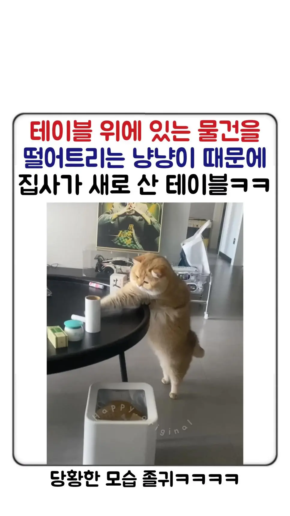 탁자 위 물건이 안떨어져 당황한 고양이