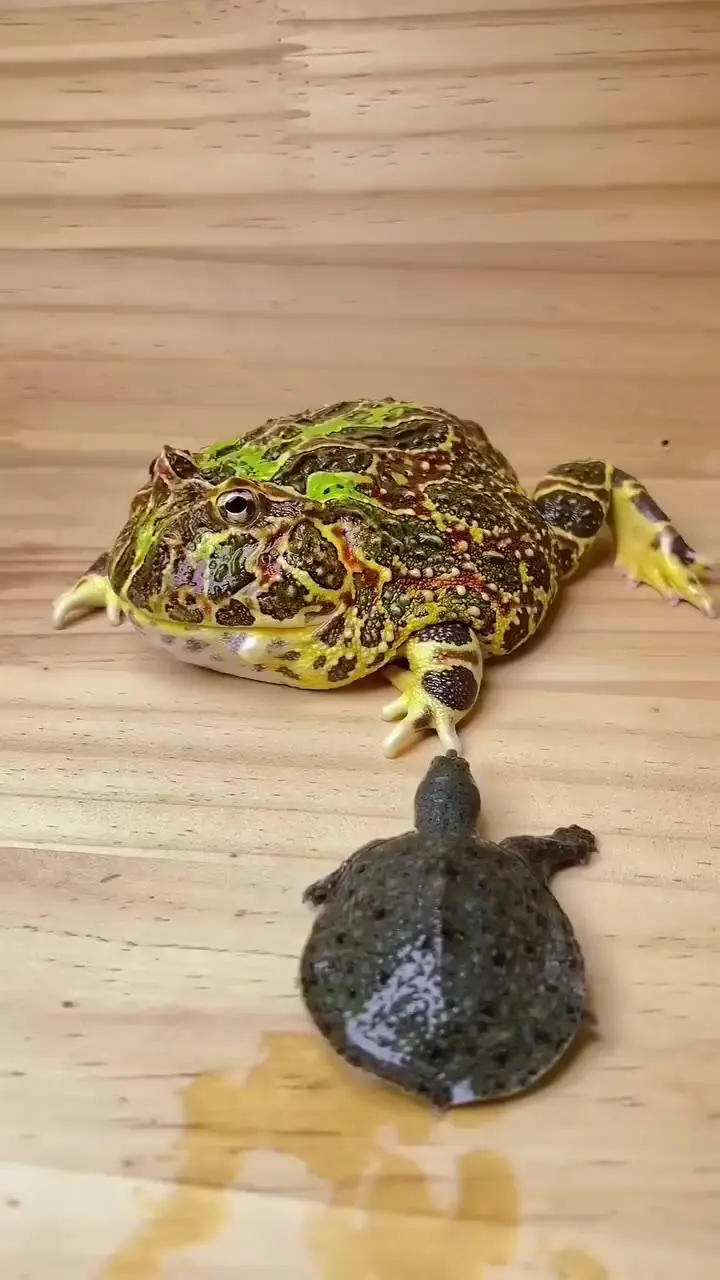 일단은 입에 넣고 보는 개구리.gif