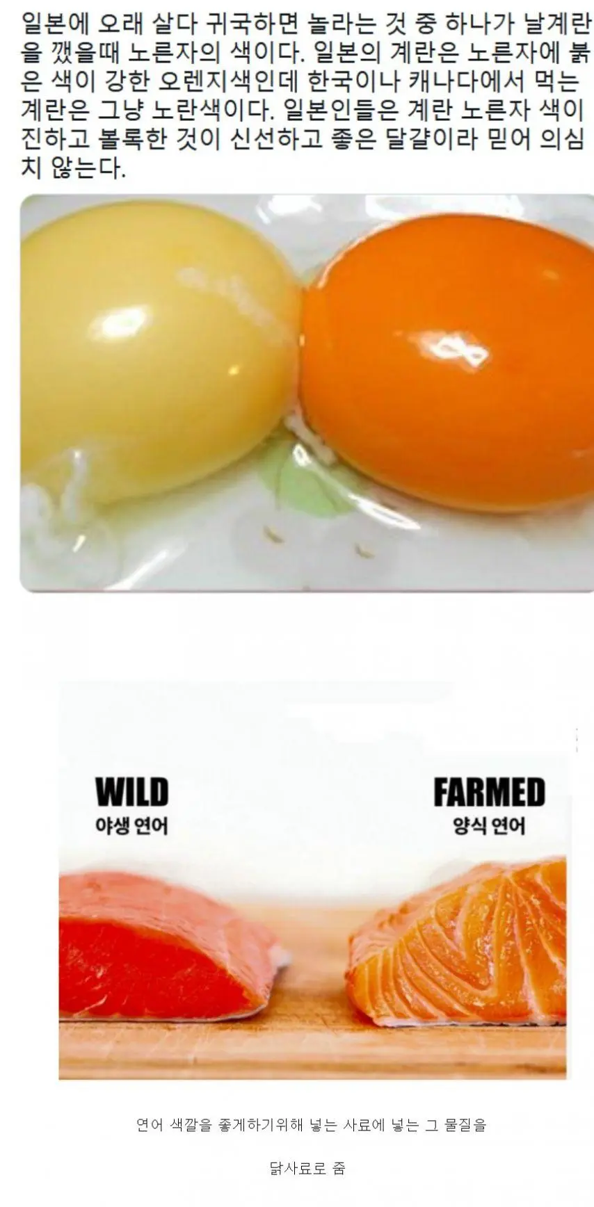 일본 계란의 비밀.jpg
